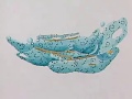 Cell Organelles and Their Functions