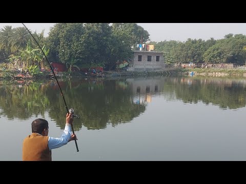 Fish Watching is live in pond of Modonhati village, Rajshahi, Bangladesh.