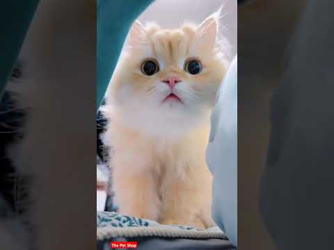 Cutest cat video on YouTube | cutest kitten | viral? cat video | #shortsfeed  #shorts