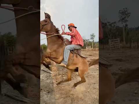 Mulona bruta 🫏💥👊🏾💪🤠🌵 #cowboy #vaqueiro #rodeio #fazenda