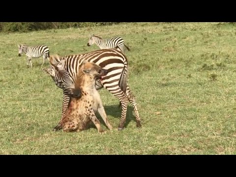 Zebra bites back