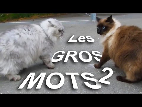 LES GROS MOTS 2 - PAROLE DE CHAT