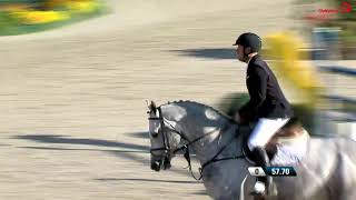 Chaiton F Z ( Clinton x Heartbreaker ) approved stallion