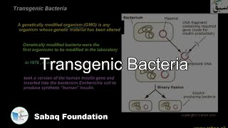 Transgenic Bacteria