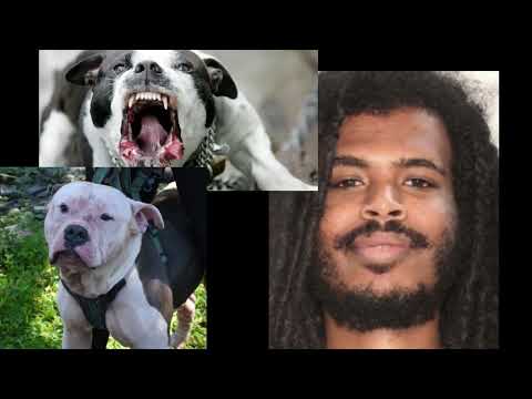 2 dogs impounded after they protect house and "eliminate" Intruder ! Story Time