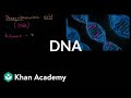 Exploring the Structure and Function of DNA