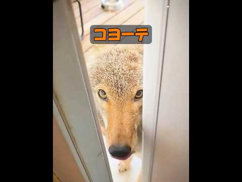 コヨーテは泳げるのか? #animals #自然 #動物