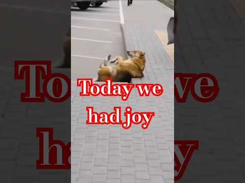 С нами случиласьРАДОСТЬ #видосыоткота #cat # #funny #shortsvideo