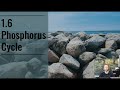 Phosphorus Cycle and Eutrophication Concepts