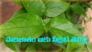 పారిజాతం ఆకు సీక్రెట్ తెలిస్తే అసలు వదిలిపెట్టరు..