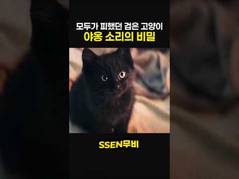 모두가 피했던 검은 고양이 야옹 소리의 비밀