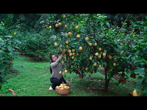 Harvesting Golden Lemon from My Backyard! Have You Tried Spicy Lemon Dish?