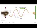 Wave Properties and Energy Sources