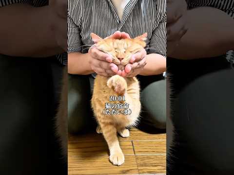 世界一可愛いと言われた猫の宿命 #cat  #ネコ #保護猫 #ねこのいる生活