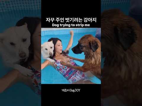 앗 거..거긴 안돼..!! l 웃긴 강아지