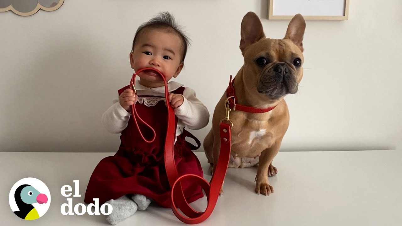 Perro espera muy ansioso la llegada de su hermanita I El Dodo