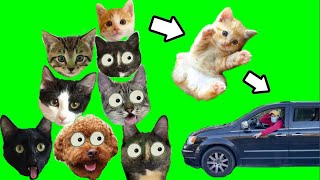 24 horas de viaje en familia con gatitos bebe / Videos de gatos graciosos Luna y Estrella