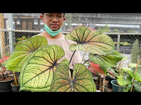 PlantWithMe กระแสบอนสียังแรง-พาชมร้านบอนสีย่านบางบ่อ กระแสบอนสียังแรง พาชมร้านบอนสีย่านบางบ่อ