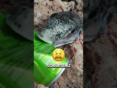 Balon BALIKLARI Çok TEHLİKELİ Balıklardır ! 😦🤔