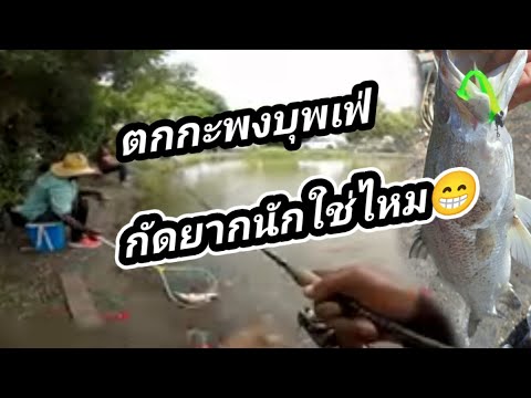 Ep227ตกกะพงบุพเฟ่เมื่อปลากัดยากพอเอาตัวรอดมาได้