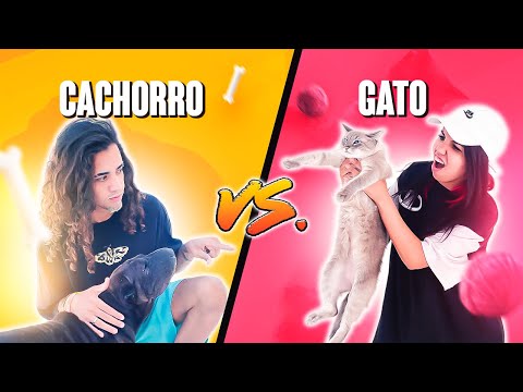 DESAFIAMOS NOSSOS PETS CACHORRO VS GATO *quem venceu?