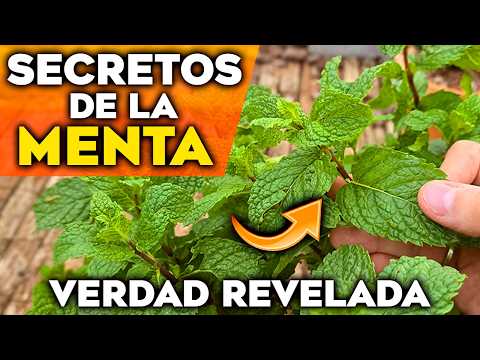 Lo Que NADIE TE CUENTA de la MENTA o HIERBABUENA | 5 Secretos SORPRENDENTES de esta Planta Medicinal