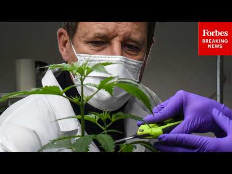 YouTube video thumbnail: 'Not Hocus Pocus': Cannabis CEO Touts Science Behind Medical Cannabis Benefits Amid Reschedule