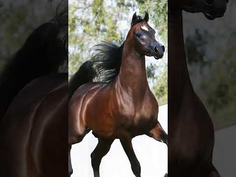 الخيل العربي ضد الخيل الانكليزي من الذي يفوز؟?