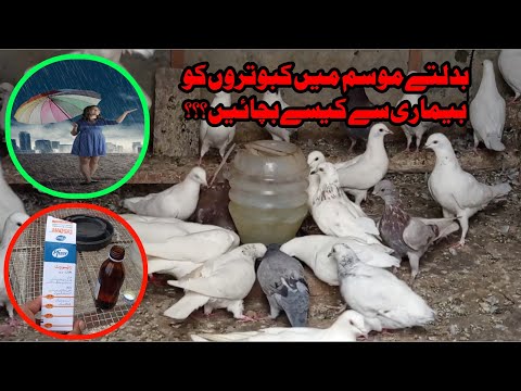 Mosam badal Raha pigeons KO bemari say kesay bachain?? || Kabootar new video
