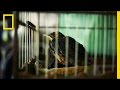 Wildlife Trafficking and Conservation Efforts