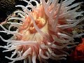 Sea Anemone Biology and Behavior