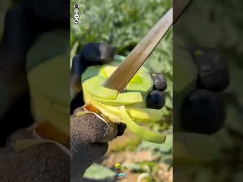 نبتة الشوكية اللذيذة 😋شو اسمه في بلدك 🤔