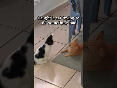 How she covers up after being caught #catfunny #catvideos #shorts