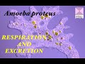 Amoeba Excretion and Respiration Concepts