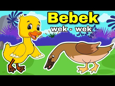 Bebek wek wek wek Lagu Anak Anak Bebek Nyosor Dan Ayam Berkokok
