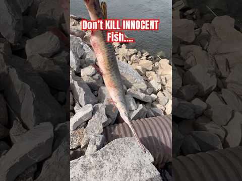 KILLING FISH IS NOT COOL. #fishingvideo #fish #fishinglife #respect #love #fishing #love #peace