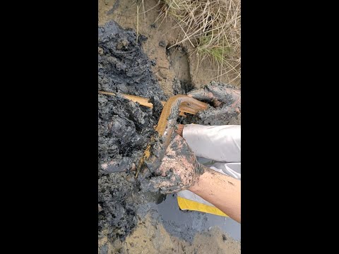 MENANGKAP BELUT BABON MENGGUNAKAN TANGAN KOSONG