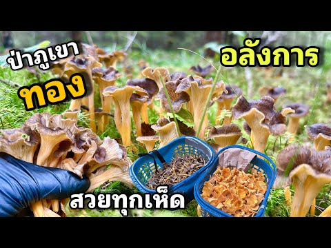 ป่าภูเขาทองรอบที่5ของปี34สวยอลังการ‼️ที่สำคัญเห็ดแตรขาส้มสวย