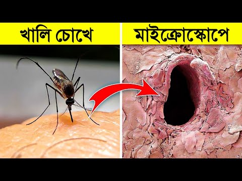 এগুলো শুধুমাত্র Microscope এ দেখা যায়- অবাক কান্ড | Things You Can See Only Under Microscope Bangla