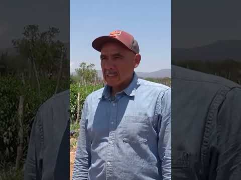 A mi hermano mayor le dieron ganas de dejar EUA de nomas ver estas tierras #telepaisashorts #rancho