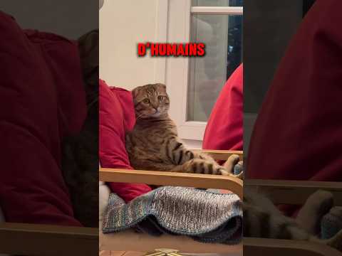 ON FAIT UN SWAP A MON CHAT QUI RESSEMBLE À UN HUMAIN #cat #animaux #humour