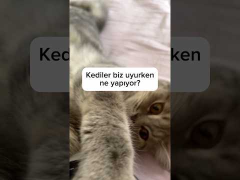 Kediler biz uyurken ne yapıyor? Part/1 ☺️