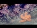 Impact of Climate Change on Marine Life