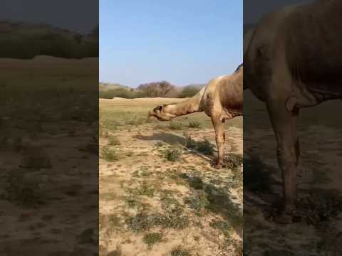 أسمع هدير الجمل عندما يرا جمل غريب عند الإبل يغار منه هههههه