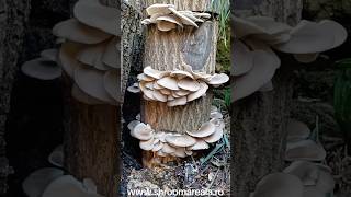 cultivarea ciupercilor în grădină