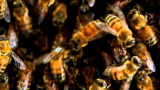 Warning: politics (of bees)