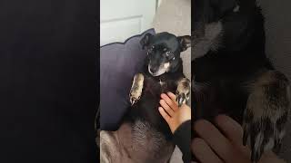 Ahhhhh so cutee #dolly #puppy #hehehe e 👉🌹👈