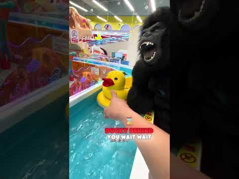 Kimi, go home quickly and don't play with water here#funny