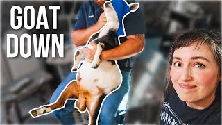 It's Vasectomy Day for Radar the Goat ✂️ 😬