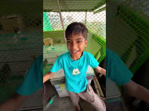 Hamara fancy kabutar ko udaa diya talha ne 😱😱😱 trap karke kabutar pakad liya 😍😍 Talha Ali Vlogs